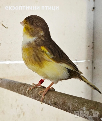 Продавам женски Глостер , снимка 3 - Канари - 53356499