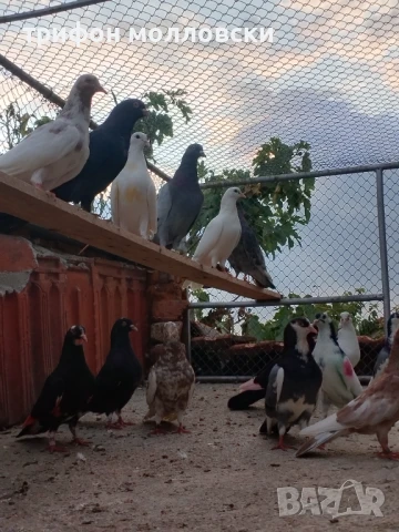 Гълъби пазарджишки високолетачи, Ловени чужди, снимка 4 - Гълъби - 47554142