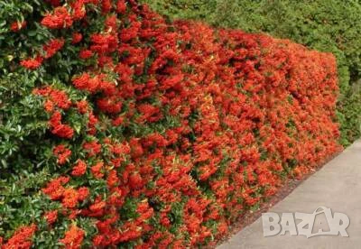 Пираканта оранжева, снимка 2 - Градински цветя и растения - 51008171