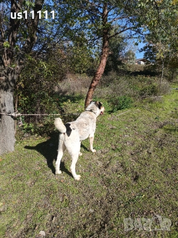  Алабай за разплод , снимка 4 - Средноазиатска овчарка - 52428002