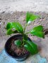 Мандарини 15 см сорт Клементина цитрусови дръвчета, снимка 1