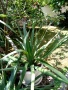 Палма Юка-студоустойчива,дворна-60-70см., снимка 6