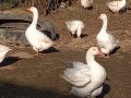 Бели гъски, гъсок , снимка 1 - Патици и гъски - 37826087