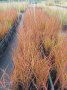 Мискантус Пурпурасценс, студоустойчива трева, снимка 7
