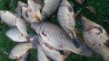 Риба от 1 до 6 кила див шаран за консумация и спортен риболов., снимка 3