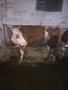 Продавам крави, снимка 4