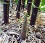 100 бр бамбукови семена градински растения Черен цвят бамбук Moso-Bamboo за декорация на градината д, снимка 15