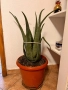 Алое вера - различни големини, снимка 3