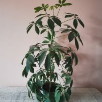 Шефлера - млади растения , снимка 2 - Стайни растения - 29690994