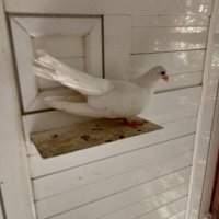 Бели гълъби старозагорски, снимка 1 - Гълъби - 31661069