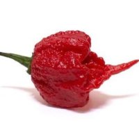 Люта чушка. Семена най-лютите чушки на планетата :
1. Каролина Рийпър (Carolina Reaper), снимка 1 - Разсади - 43972559