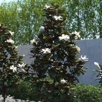  Разкрасете Градината и дома си със QUEEN Магнолия Grandiflora вечнозелена 140 см, снимка 7 - Подаръци за жени - 44087498