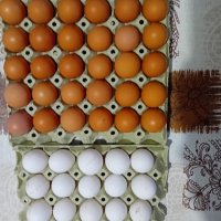 Оплодени яйца лекхорн и Ломан Браун 0.90, снимка 1 - Кокошки и пуйки - 43126374