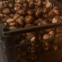 Орехи реколта 2023 , снимка 2 - Домашни продукти - 43701168