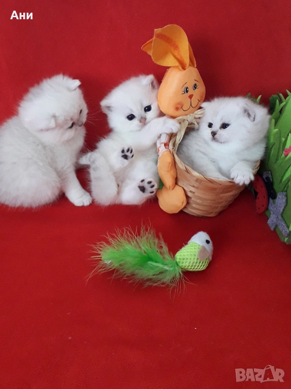 КОТЕНЦА МЕЧТА , снимка 1