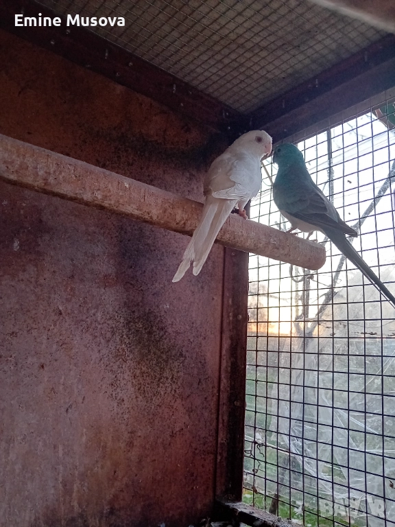 Пойни папагали, снимка 1