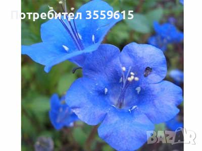 семена от Синя ​Немофила, снимка 1