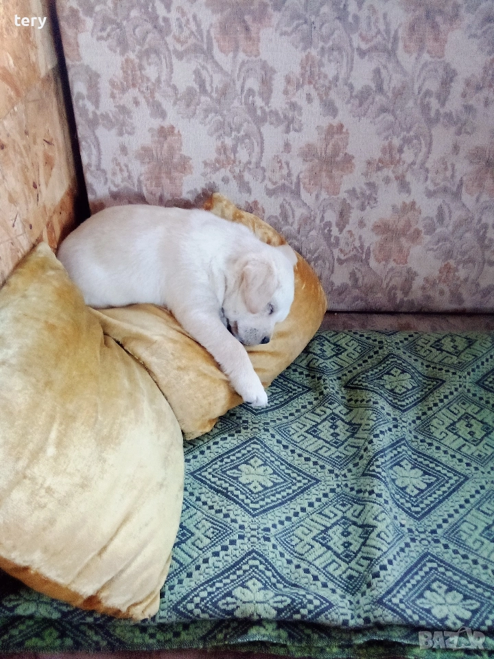 Продавам Голдън ретривър бебе, снимка 1
