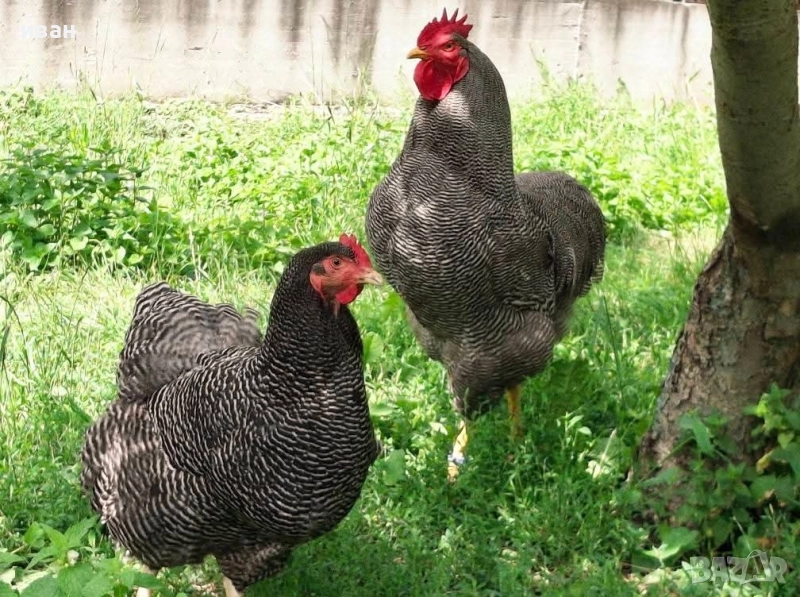 Свободни 4 кокошки Ивичест плимутрок на 1г и 8м- внасяни от мен от Турция - много добри , снимка 1