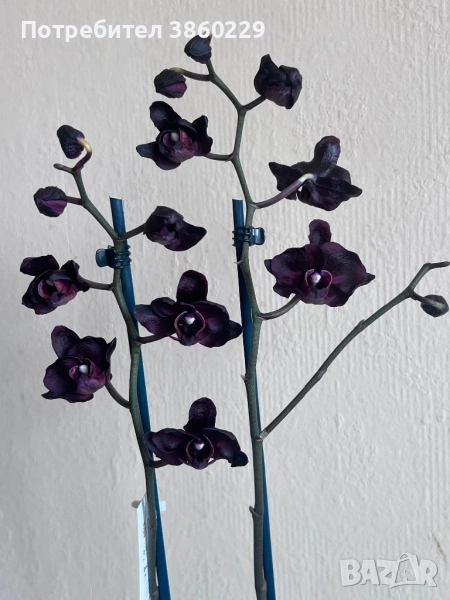 Орхидея, снимка 1