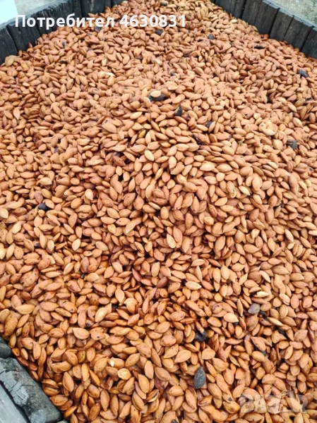 костилки от сливи - 300 лв./ тон , снимка 1