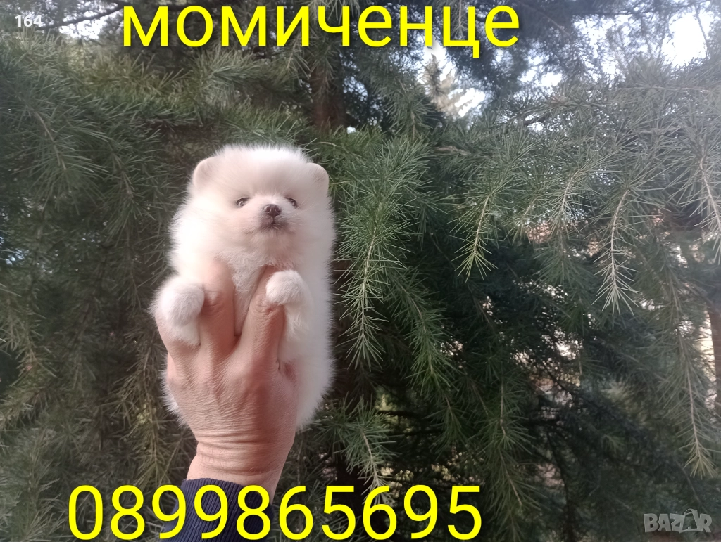 Бели мъжки и женски Померани. Реални снимки от 02.01.26 г. , снимка 1