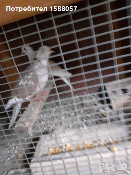 Продавам гугутки скумрии, снимка 1