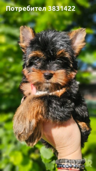 йоркширски териер , снимка 1