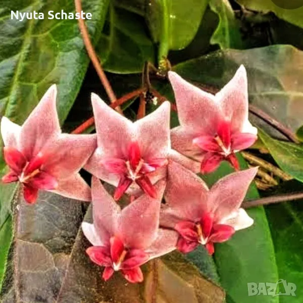 Hoya Piestolepis Sp Papua, снимка 1