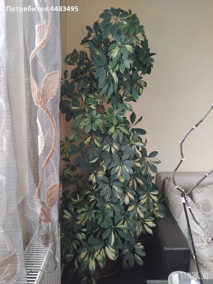 Шефлера , снимка 1