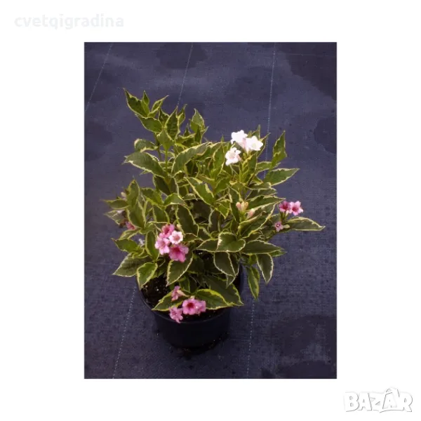 Вейгела Weigela florida 'Nana Variegata', снимка 1