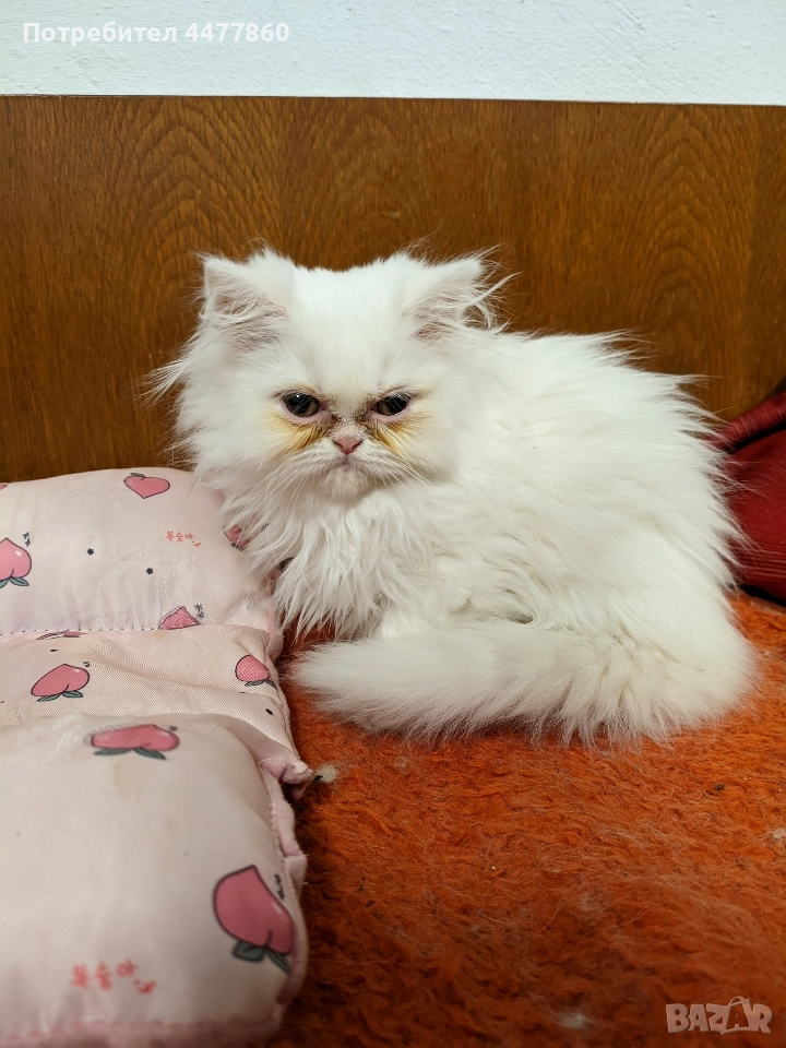 Продавам персийски котенца , снимка 1