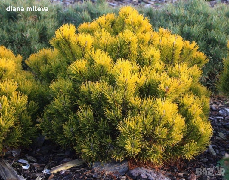 Pinus mugo Dezember gold(Клек Декемврийско злато), снимка 1