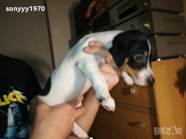 ДЖАК И ОЩЕ КАК-250ЛВ ЗА КУТРЕ 1410251958, снимка 7 - Джак ръсел териер - 52055647