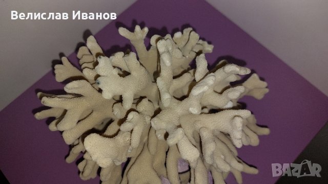 Естествен морски корал с леки забележки., снимка 4 - Декорация за дома - 43014347