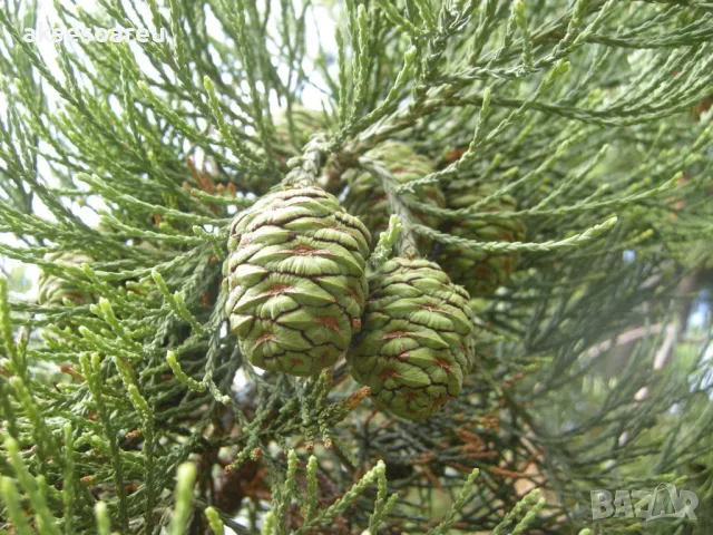Нови Екзотични 15 семена от гигантска секвоя мамутово дърво sequoiadendron giganteum за декорация, снимка 17 - Сортови семена и луковици - 50223558