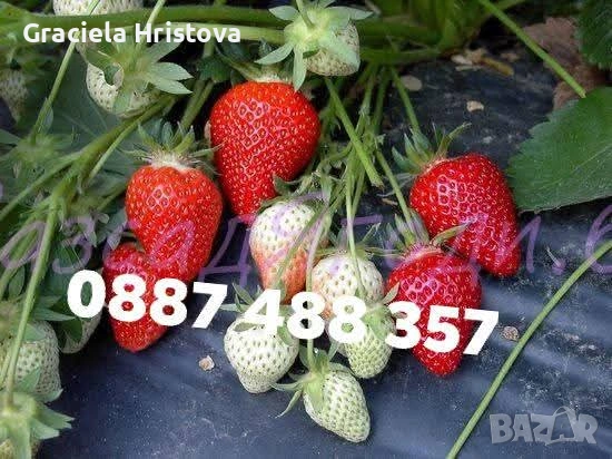 Продавам качествен разсад ягоди , снимка 5 - Градински цветя и растения - 53496428