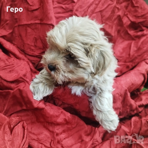 малтипу , снимка 9 - Пудели - 53601593