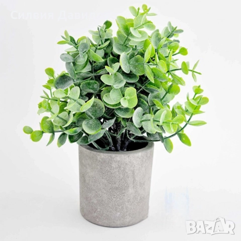 Евкалипт, снимка 10 - Други стоки за дома - 52773023