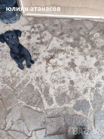 Подарявам кутре