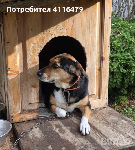 Куче в спешна нужда от нов дом, снимка 2 - Други - 52942967