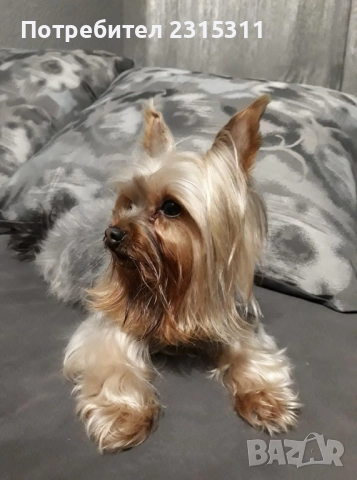 чисто кръвни йорки, снимка 5 - Йоркширски териер - 52239451