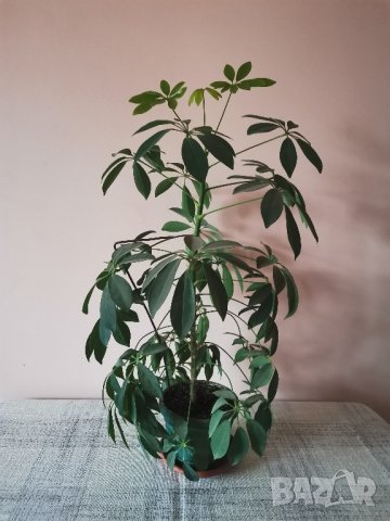 Шефлера - млади растения , снимка 2 - Стайни растения - 29690994