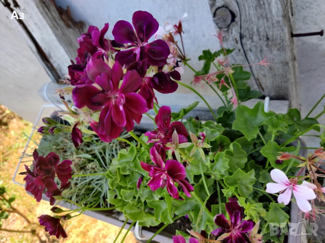 Продавам Висящи мушката (сакъзчета) в сандъчета - подготвени за обилен цъфтеж през пролетта, снимка 9 - Разсади - 51000596