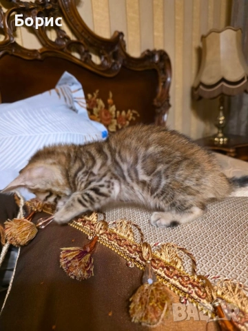 Бенгалско коте, снимка 6 - Бенгалски - 40146006