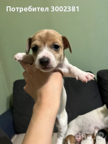 Джак Ръсел териер, снимка 12 - Джак ръсел териер - 52887126