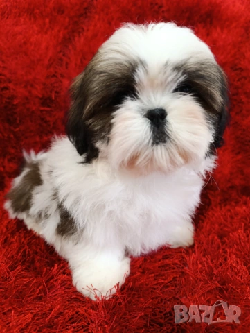 Кученца Ши Тцу /SHIH TZU FCI pedigree , снимка 6 - Ши Тцу - 52464119