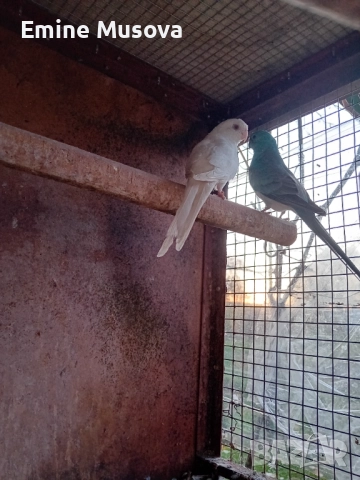 Пойни папагали