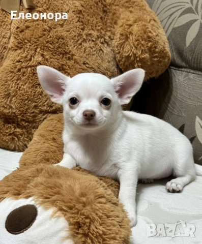 Прекрасно Чихуахуа Момченце, снимка 2 - Чихуахуа - 53360823