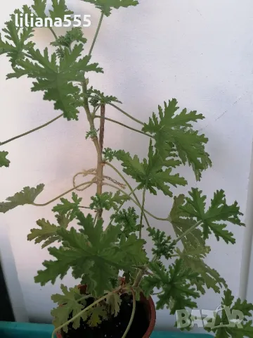 Индрише -ароматно, красиво, полезно, снимка 7 - Градински цветя и растения - 42077773